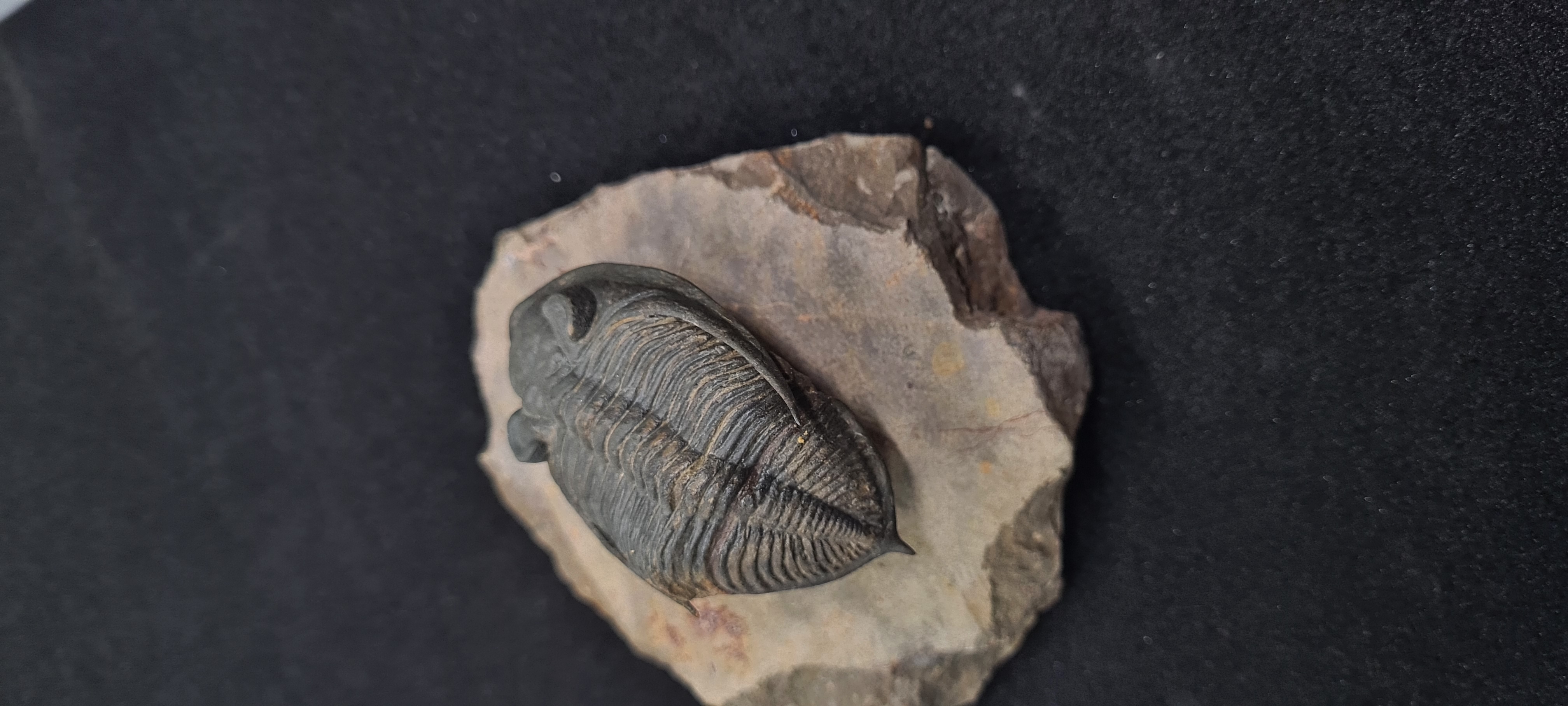 Ihmadi Fossils